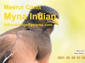 Myna (30) Coming Soon